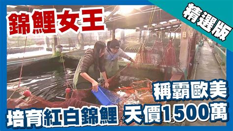 錦鯉女王|台灣第一等【台灣錦鯉女王 培育鯉魚王 1 條飆天價】。